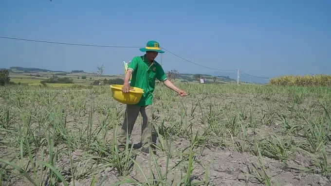Lưu ý khi bón phân cho cây mía ở vùng đất phụ thuộc vào ‘nước trời’