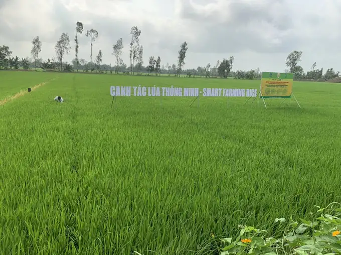 Giải pháp canh tác thông minh với đề án 1 triệu ha lúa chuyên canh